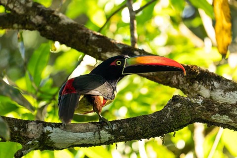 Fiery billed aracari perched on branch, close view, beak transilluminated revealing veins, Osa