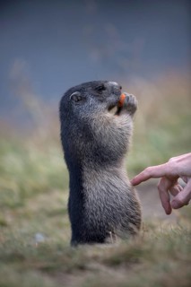 One young Alpine Marmot, Marmota marmota, sitting erected, feeding on something. A tourist touching