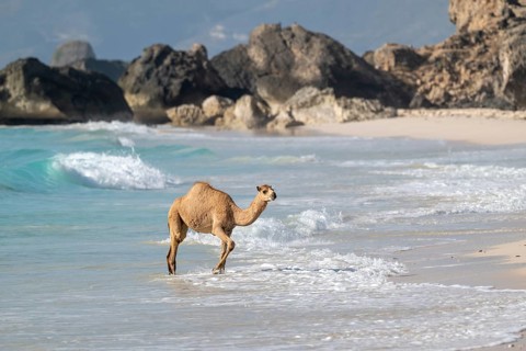 Dromedary (Camelus dromedarius), camels, bathing in the sea, Oman