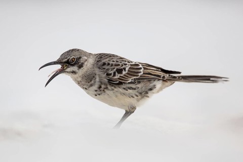 Hood Mockingbird (Mimus macdonaldi), Galapagos, Ecuador