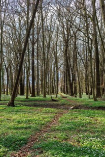 Wood anemone (Anemonoides nemorosa) in bloom in the Laskaer Auenwald, Ralbitz-Rosenthal, Saxony,