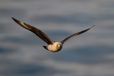 South Polar Skua (Stercorarius maccormicki) light morph flying, Terra Nova Bay, Antarctica