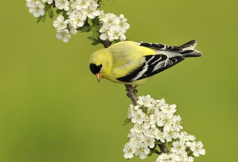 American Goldfinch (Spinus tristis) male, British Columbia, Canada