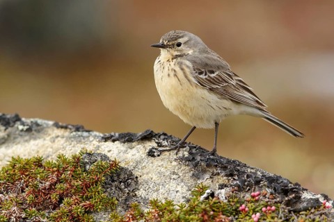 American Pipit (Anthus rubescens) perched on the tundra in Nome, Alaska