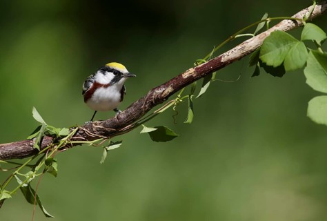 Chestnut-sided Warbler (Setophaga pensylvanica) male perched on a branch, Texas, USA