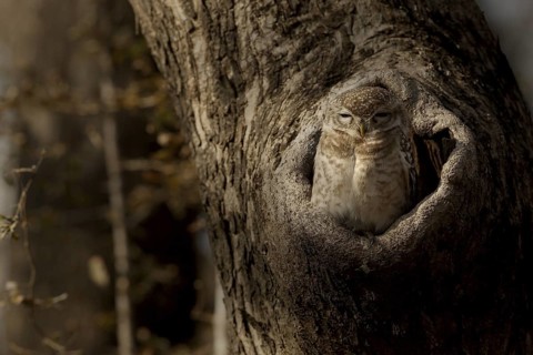 Spotted Owlet (Athene brama) juvenile in breeding cavity, Rajasthan, India