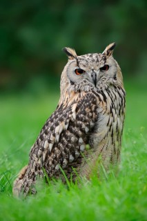 Bengal Eagle Owl (Bubo bengalensis) (Bubo bubo bengalensis), captive, occurring in Asia