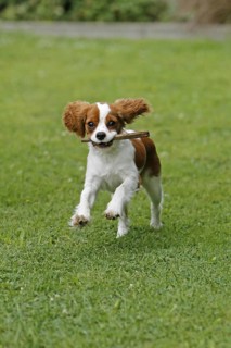 Cavalier King Charles Spaniel, kitten