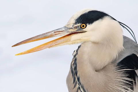 Grey Heron (Ardea cinerea), Berlin, Germany