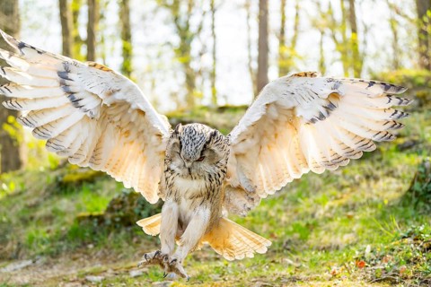 Eurasian eagle-owl (Bubo bubo) landing, captive, Bavaria, Germany
