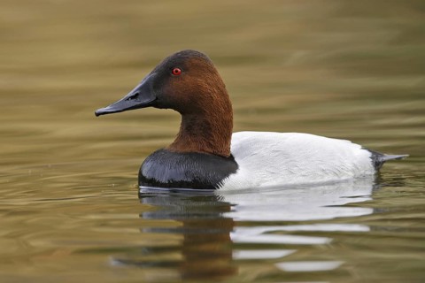 Canvasback (Aythya valisineria) male, Arizona, USA