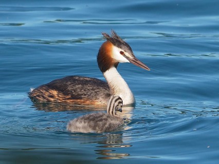 Great crested grebe with downy chicks (Podiceps cristatus)