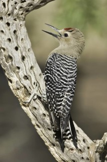 Gila Woodpecker (Melanerpes uropygialis), Arizona, USA