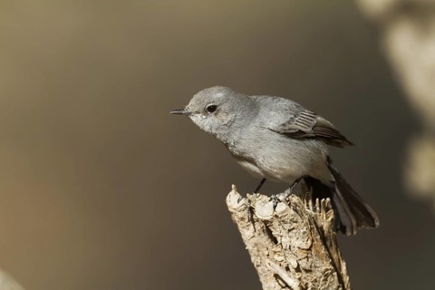 Blackstart (Oenanthe melanura), Oman