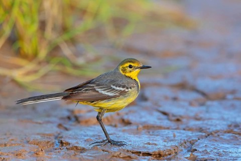 Citrine wagtail, (Motacilla citreola), foraging in a biotope, Middle East, Oman, songbird, family