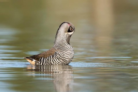 Pink-eared Duck (Malacorhynchus membranaceus), Victoria, Australia