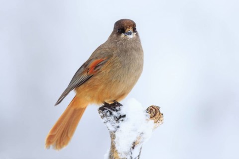 Siberian Jay (Perisoreus infaustus), Finland