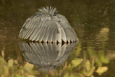 Black Heron (Egretta ardesiaca) foraging, Gambia