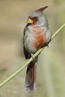 Pyrrhuloxia (Cardinalis sinuatus) male, Arizona, USA