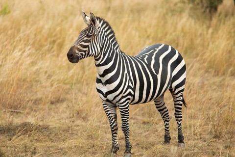 Steppe zebra (Equus quagga) or horse zebra, Akagera National Park or Kagera National Park, Eastern