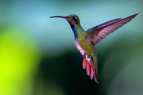 Green-breasted Mango (Anthracothorax prevostii) male flying, Peten, Guatemala