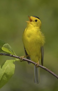 Wilson's Warbler (Cardellina pusilla), British Columbia, Canada