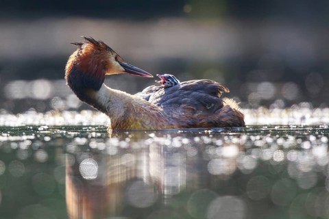 Great Crested Grebe (Podiceps cristatus) with chick, North Rhine-Westphalia, Germany