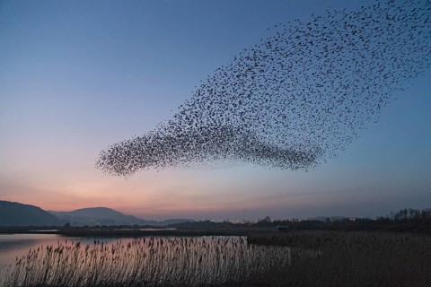 Common Starling (Sturnus vulgaris) huge flock flying in formation, Wales, United Kingdom