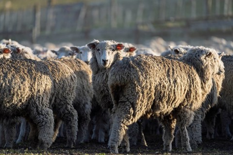 Domestic sheep (Ovis gmelini aries), herd with dense wool standing in the pen in the morning light,