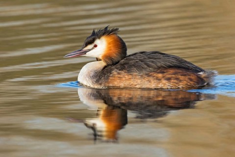 A great crested grebe swimming in the water, (Podiceps Scalloped ribbonfish), animals, birds,