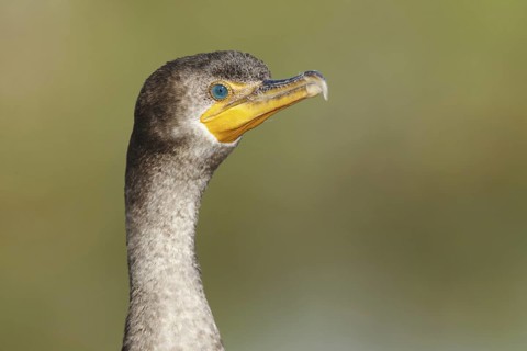 Double-crested Cormorant (Phalacrocorax auritus), Florida, USA