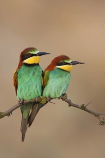 European Bee-eater (Merops apiaster), Lake Neusiedl, Austria