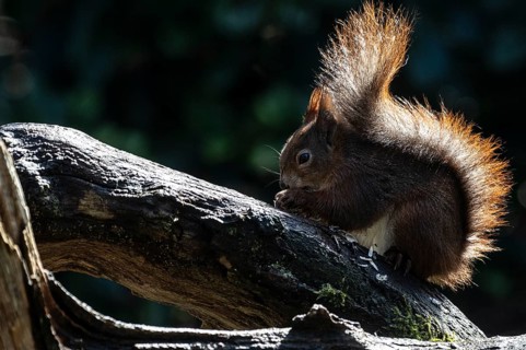 Squirrel (Sciurus vulgaris), Emsland, Lower Saxony, Germany