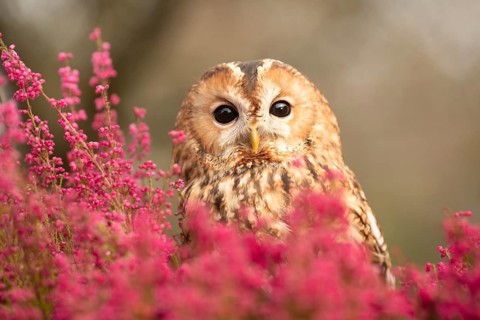 Tawny Owl (Strix aluco) captive, Germany