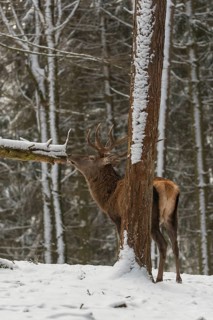 One Red Deer stag standing in a snow covered dense forest in winter