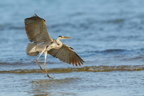 Grey grey heron (Ardea cinerea), Foraging, Boat Trip, Tiszaalpár, Kiskunsági National Park,