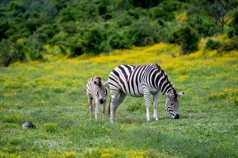 Burchell's zebra (Equus quagga burchelli) with foal standing in a flower meadow, Addo Elephant