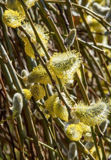 Hanging pussy willow (Salix caprea 'Kilmarnock') in spring in Ystad, Skåne County, Sweden,