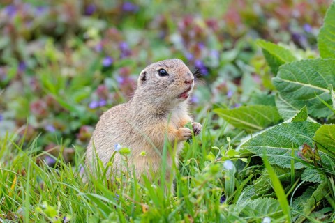 An adult ground squirrel (Spermophilus citellus) eats leaves and flowers on a cloudy day in a green