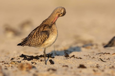 Bar-tailed Godwit (Limosa lapponica), Schleswig-Holstein, Germany