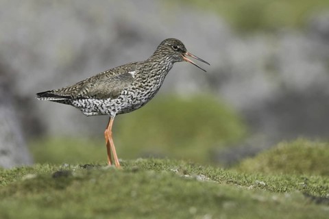 Common Redshank (Tringa totanus), Iceland