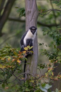 One adult Diana monkey (Cercopithecus diana) sitting on a branch of a tree looking around. A forest