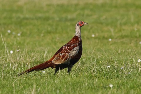 Common Pheasant (Phasianus colchicus), Schleswig-Holstein, Germany
