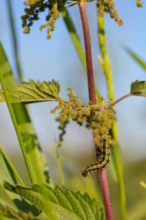 Caterpillar, Small tortoiseshell, (Aglais urticae), Butterfly, Butterfly, Lepidoptera, Insect,