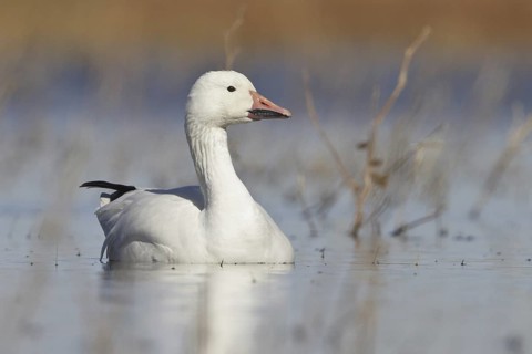 Snow Goose (Anser caerulescens), New Mexico, USA