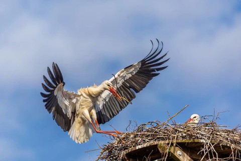 White stork (Ciconia ciconia), landing on the nest with nesting material in its beak, Affenberg,