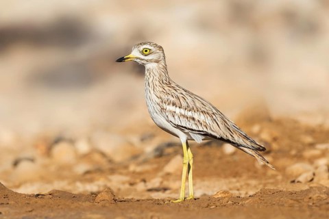 Eurasian Stone-curlew (Burhinus oedicnemus), Negev, Israel