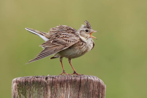 Eurasian Skylark (Alauda arvensis) singing from pale, North Rhine-Westphalia, Germany