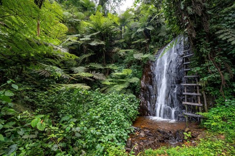 Waterfall in rainforest with tree ferns, Rushaga, Bwindi Impenetrable Forest, Uganda