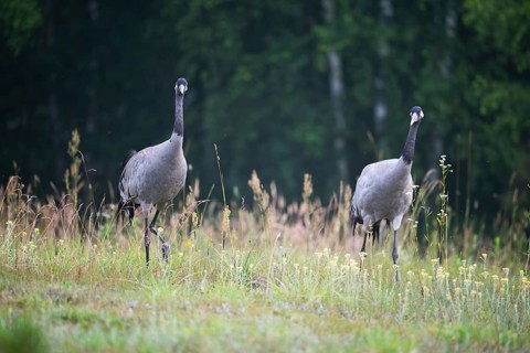 European crane (Grus grus), cranes, pair in forest clearing, Podlaskie Voivodeship, Poland